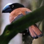 image of bird