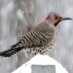 image of bird