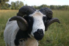 image of ram