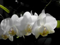 image of moon_orchid #2
