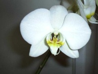 image of moon_orchid #18