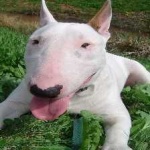 image of bull_terrier #5