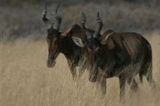 image of hartebeest