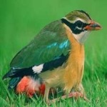 image of indian_pitta #28