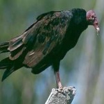 image of bird