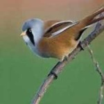 image of bird