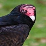 image of bird