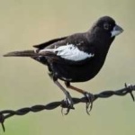 image of bird
