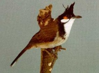 image of bulbul