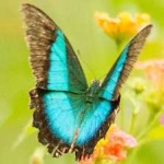 image of banded_butterfly #124