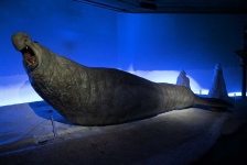 image of animal
