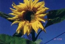 image of sunflower