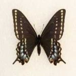image of animal
