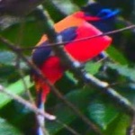 image of red_naped_trogon