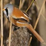 image of bird