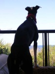 image of whippet #1