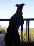 image of whippet