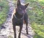 image of kelpie
