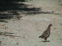 image of grouse #31