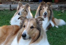 image of collie