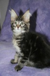 image of tabby