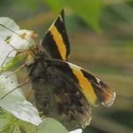 image of banded_butterfly #186