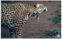 image of jaguar_car