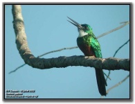 image of jacamar