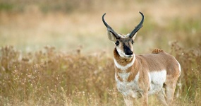 image of animal