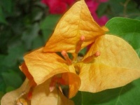 image of flower