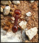 image of ant