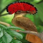 image of bird