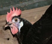 image of hen