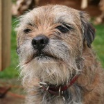 image of border_terrier #30