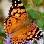 image of painted_butterfly #73