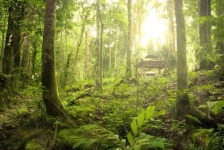 image of tropical_forest