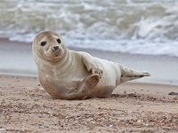 image of animal