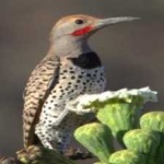 image of bird