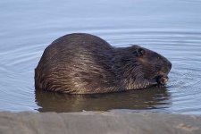 image of beaver