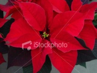 image of flower