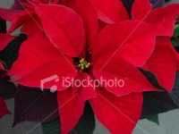 image of poinsettia #10