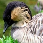 image of bird