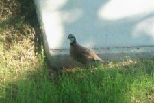 image of quail #1