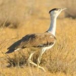 image of bird