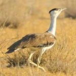 image of indian_bustard #28