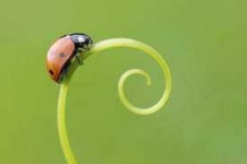 image of ladybugs #56