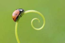 image of animal