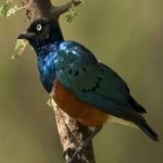 image of superb_starling