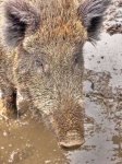 image of wild_boar