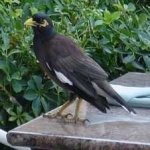 image of bird